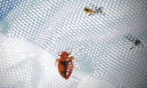 bed bugs