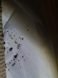 bedbugs bed bugs