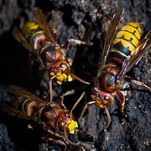 Giant Hornet