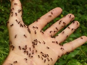 ants