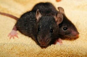 Rats Rodents vermin