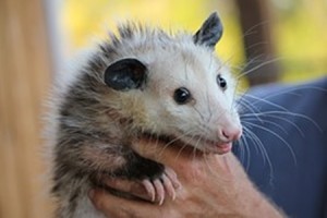 possum