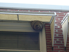 wasp hive in window