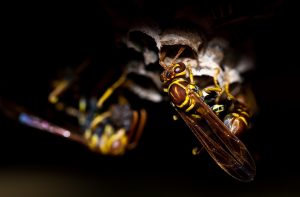 Paper wasp