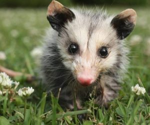 possum