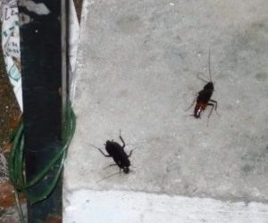 cockroach