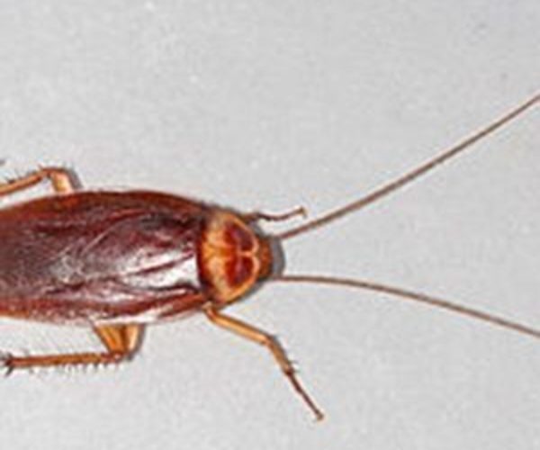 cockroach