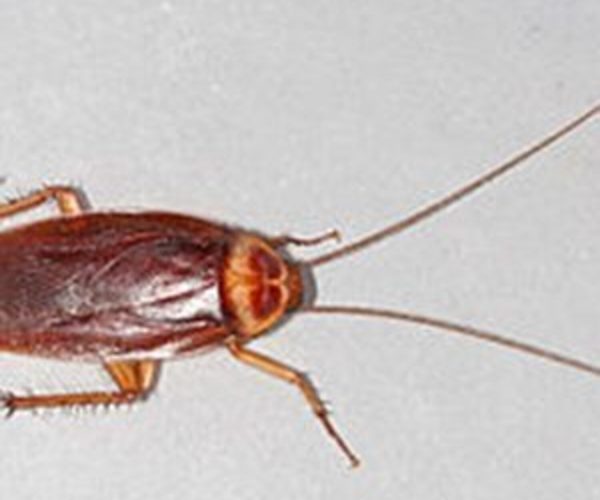 cockroach